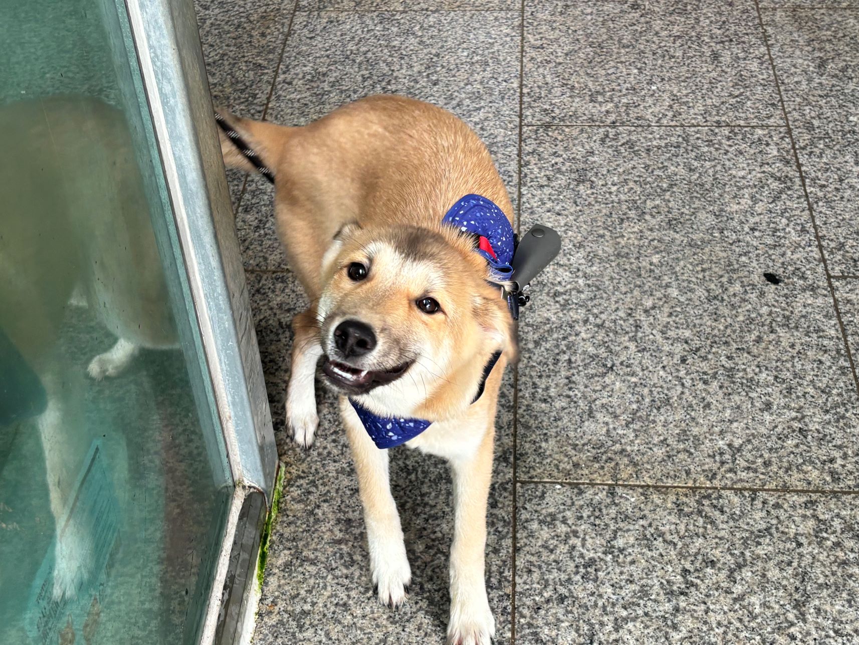 광주 동물보호소_429362202400640